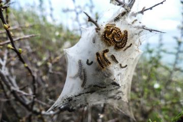 Interventi atti a contenere la diffusione della &quot;Processionaria del pino&quot;