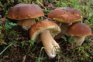 Raccolta funghi epigei anno 2024