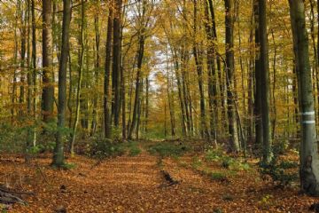 Deroga al divieto di abbruciamento.