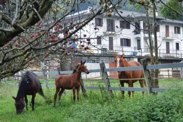 sullo sfondo la struttura dell'azienda agricola