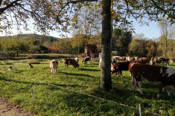 Edizione 2019<br>Capi di bestiame in esposizione