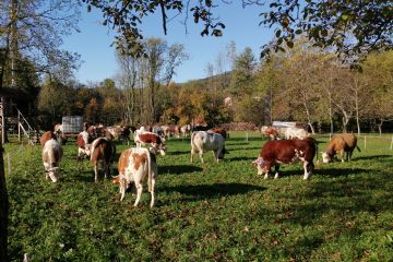 Edizione 2019<br>Capi di bestiame in esposizione