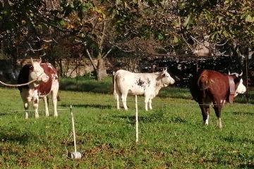 Edizione 2019<br>Capi di bestiame in esposizione