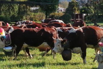 Edizione 2019<br>Capi di bestiame in esposizione