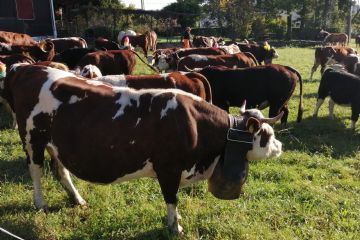 Edizione 2019<br>Capi di bestiame in esposizione