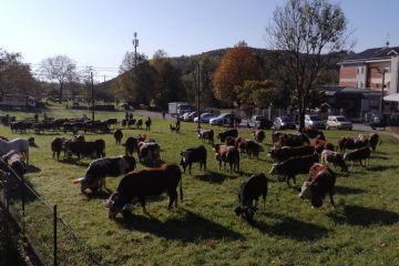 Edizione 2019<br>Capi di bestiame in esposizione