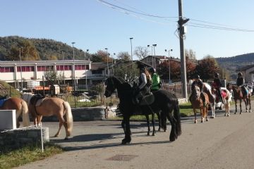 Edizione 2019<br>Capi di bestiame in esposizione