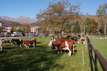 Edizione 2019<br>Capi di bestiame in esposizione