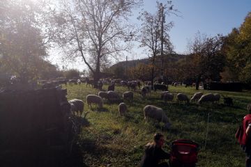 Edizione 2019<br>Capi di bestiame in esposizione