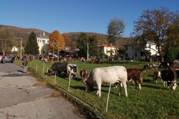 Edizione 2019<br>Capi di bestiame in esposizione