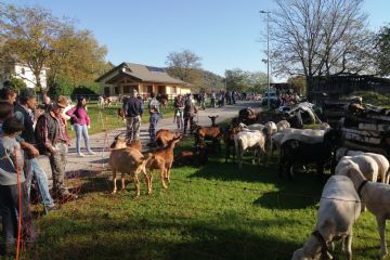 Edizione 2019<br>Capi di bestiame in esposizione