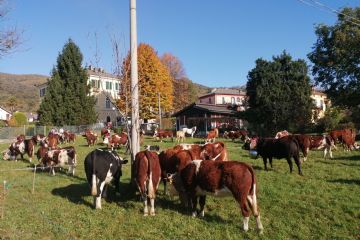 Edizione 2019<br>Capi di bestiame in esposizione