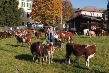 Edizione 2019<br>Capi di bestiame in esposizione