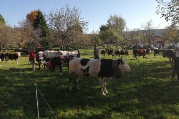 Edizione 2019<br>Capi di bestiame in esposizione