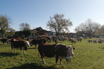 Edizione 2019<br>Capi di bestiame in esposizione