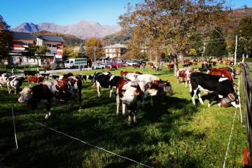 Edizione 2019<br>Capi di bestiame in esposizione