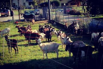 Edizione 2019<br>Capi di bestiame in esposizione